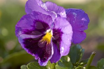 Close up Photo pansy flower