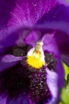 Close up Photo pansy flower