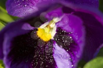 Close up Photo pansy flower