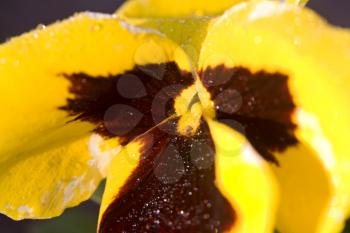 Close up Photo pansy flower