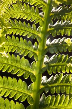 Close up fern Canada