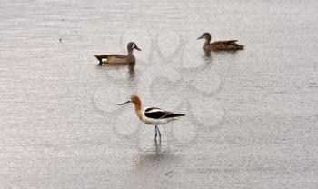 Avocet near pair of Blue winged Teal