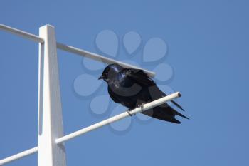 Purple Martin perched on crosspiece
