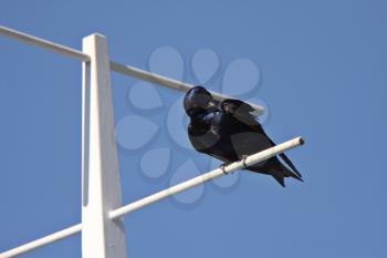 Purple Martin perched on crosspiece