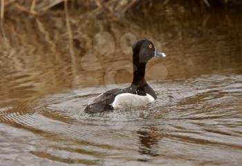 male Ring necked Duck swimming in roadside ditch