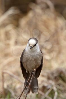 Gray Jay perched on branch in Spring