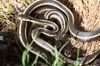 Garter Snakes mating