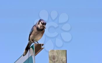Blue Jay perched on sign