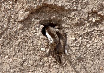 Bank Swallows nest on side of gravel mound