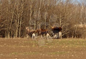 Moose on Saskatchewan field near trees
