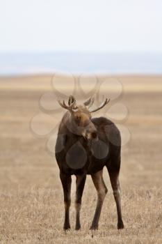 Moose on Saskatchewan field