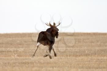 Moose running acorss Saskatchewan field