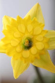 Yellow daffodil in spring