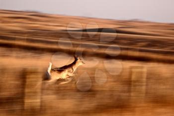 Blurred image of White tailed Deer leaping over fence