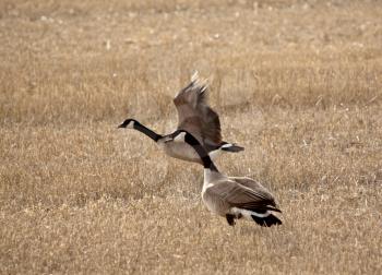 Pair of Canada Geese in early spring