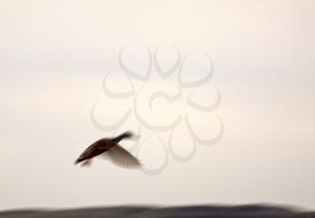 Blurred image of duck in flight