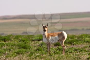 Hunted Stock Photo