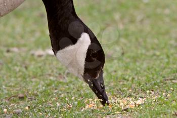 Canada Goose eating grain