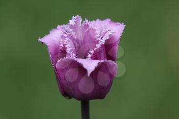 Purple flower in spring