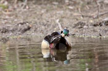 Wood Duck drake preening itself