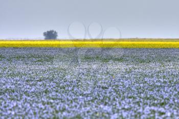 Flax and canola crops in Saskatchewan