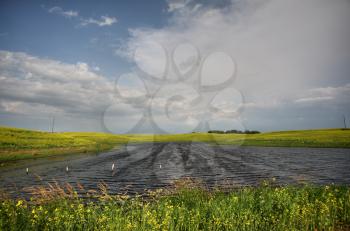 Canola crops surrounding Saskatchewan pothole