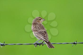 Song Sparrow on wire strand