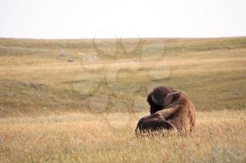 Bison resting in a Saskatchewan field.