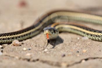 Baby garter snake crossing a Saskatchewan road