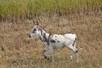 A young mule in a roadside ditch