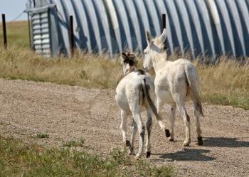 Two young mules walking along a country road