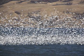Snowgeese Stock Photo