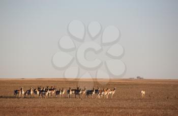 Antelopes Stock Photo