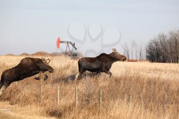 Conservation Stock Photo