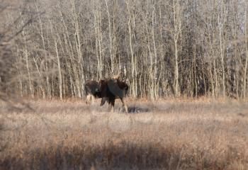 Moose Stock Photo