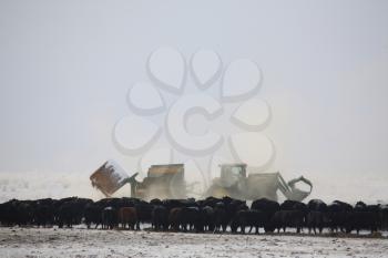 Ranching Stock Photo