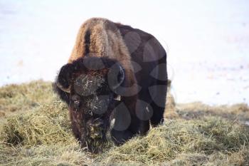 Bison Stock Photo