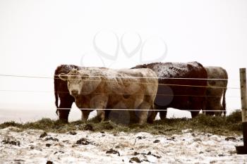 Pasture Stock Photo