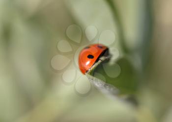 Insects Stock Photo
