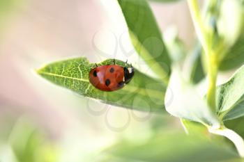 Ladybug Stock Photo