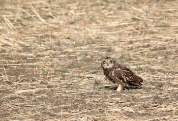 Short-eared Owl (Asio flammeus) is a species of owl which breed in Europe, Asia, North and South America, the Caribbean, Hawaii and the Galapagos. This species is a part of the larger grouping of owls