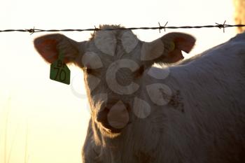 Cattle Farm Stock Photo