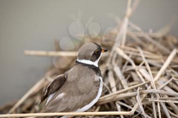 Killdeer (Charadrius vociferus) is a medium-sized plover of the bird family family Charadridae. It is 23-27 cm or 9-10.6 inches in length with a wingspan of 48-53 cm or 19-21 inches. Its average weigh