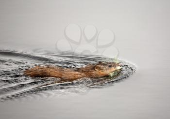 Muskrat or Musquash (Ondatra zibethicus) the only species in genus Ondatra, is a large aquatic rodent native to North America, and introduced in parts of Europe. Adult body length is usually 25-40 cm 