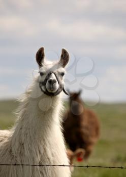 Llama (Lama glama) is a large camelid native to South America. Differentiating characteristics between llamas and alpacas are that llamas are larger and have ovular heads instead of round ones.  Llama