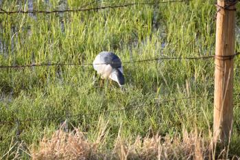 Black-crowned Night Heron (Nycticorax nycticorax hoactli) is a medium-sized heron of the bird family Ardeidae. Its length is 64-71 cm or 25-28 inches with a wingspan of 114 cm or 45 inches. Its averag