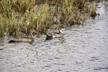 Northern Pintail (Anas acuta) is a common and widespread duck. It has a pale grey body, white breast and lateral neck stripe, and dark brown head. The vent region is buff and black, and it has the lon