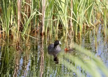 American Coot (Fulica americana) is a large water bird, of the family Rallidae. Adults have a length from tip of bill to tail end of 38 cm or 15 inches and it has a wingspan of 58-71 cm or  23-28 inch