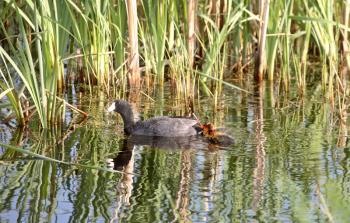 American Coot (Fulica americana) is a large water bird, of the family Rallidae. Adults have a length from tip of bill to tail end of 38 cm or 15 inches and it has a wingspan of 58-71 cm or  23-28 inch