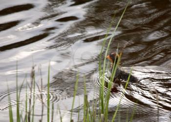 American Coot (Fulica americana) is a large water bird, of the family Rallidae. Adults have a length from tip of bill to tail end of 38 cm or 15 inches and it has a wingspan of 58-71 cm or  23-28 inch